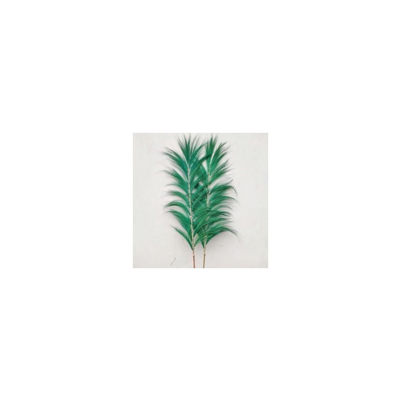 Palmera Verde de Rayung - 1.6m