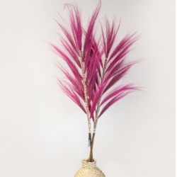 Palmeira-rainha cor-de-rosa 1.6m