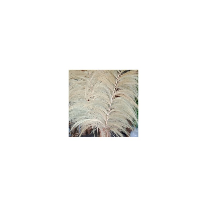 Palmeira Rayung Loira - 2m
